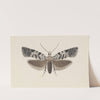 Entomology watercolour Pl.100 by George Hudson