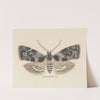 Entomology watercolour Pl.104 by George Hudson