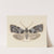 Entomology watercolour Pl.104 by George Hudson