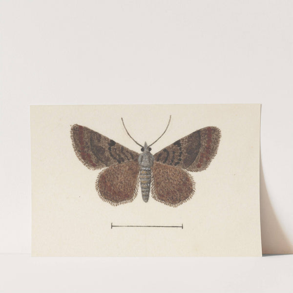 Entomology watercolour Pl.105 by George Hudson