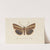 Entomology watercolour Pl.106 by George Hudson
