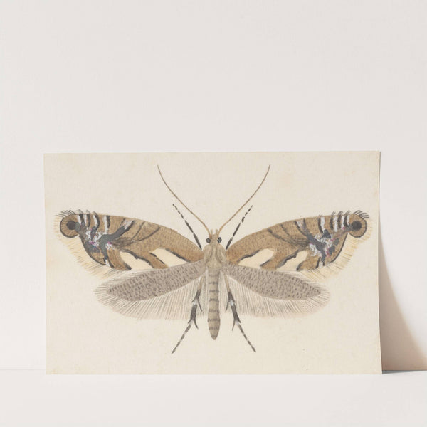 Entomology watercolour Pl.107 by George Hudson