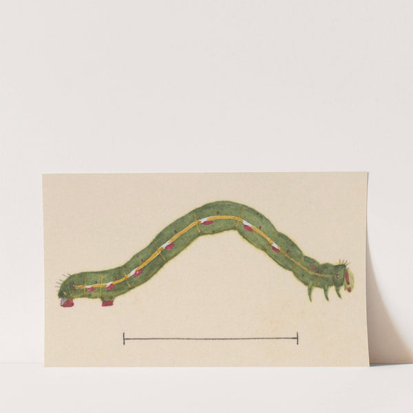 Entomology watercolour Pl.116 by George Hudson