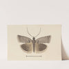 Entomology watercolour Pl.121 by George Hudson