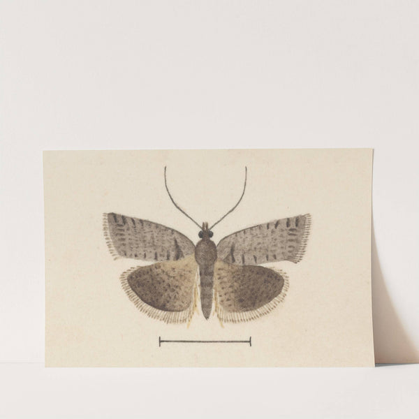 Entomology watercolour Pl.121 by George Hudson
