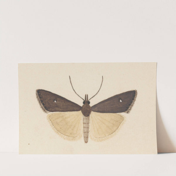 Entomology watercolour Pl.124 by George Hudson