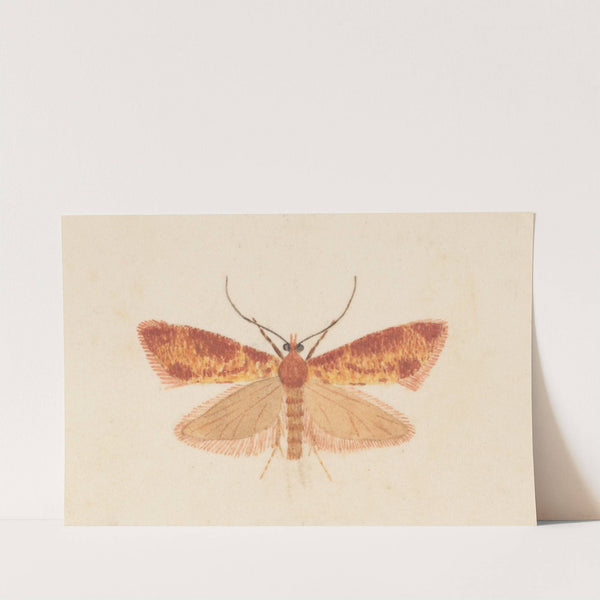 Entomology watercolour Pl.125 by George Hudson