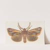 Entomology watercolour Pl.126 by George Hudson