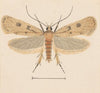 Entomology watercolour Pl.133
