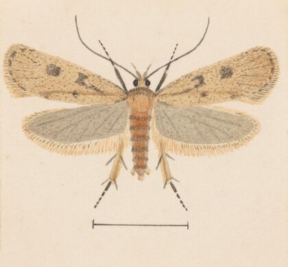 Entomology watercolour Pl.133