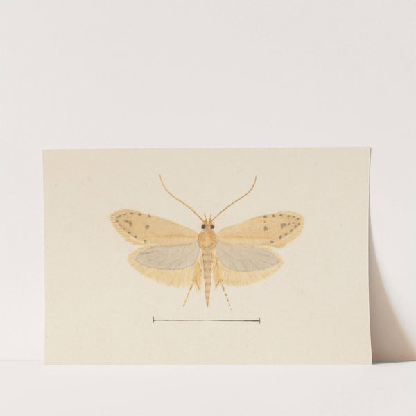Entomology watercolour Pl.137 by George Hudson