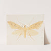 Entomology watercolour Pl.144 by George Hudson