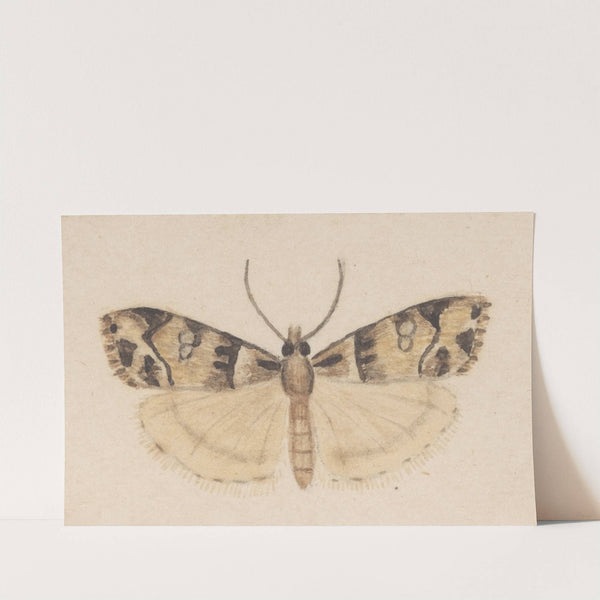 Entomology watercolour Pl.148 by George Hudson