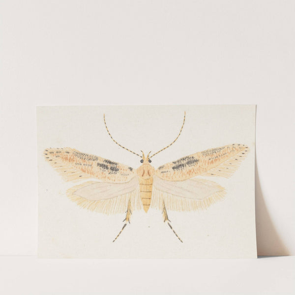 Entomology watercolour Pl.153 by George Hudson