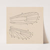 Entomology watercolour Pl.163 by George Hudson