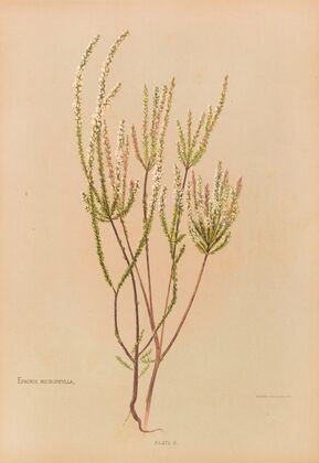 Epacris Microphylla