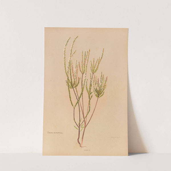 Epacris Microphylla by Georgina Burne Hetley