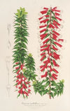 Epacris multiflora