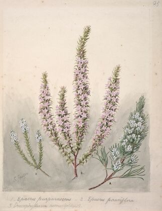 Epacris(2species); Dracophyllum(1 species)