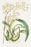 Epidendrum Alatum