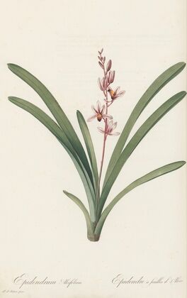 Epidendrum aloifolium (1802-1816)
