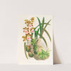 Epidendrum atropurpureum by Jean Jules Linden