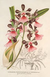 Epidendrum atropurpureum, var. roseum
