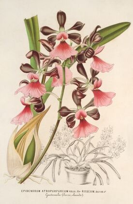 Epidendrum atropurpureum, var. roseum