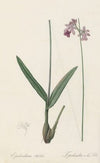Epidendrum bifidum (1802-1816)