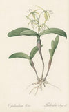 Epidendrum ciliare (1802-1816)