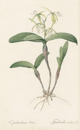 Epidendrum ciliare (1802-1816)