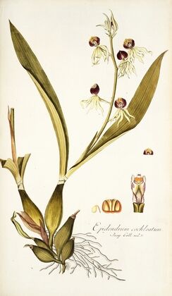 Epidendrum cochleatum
