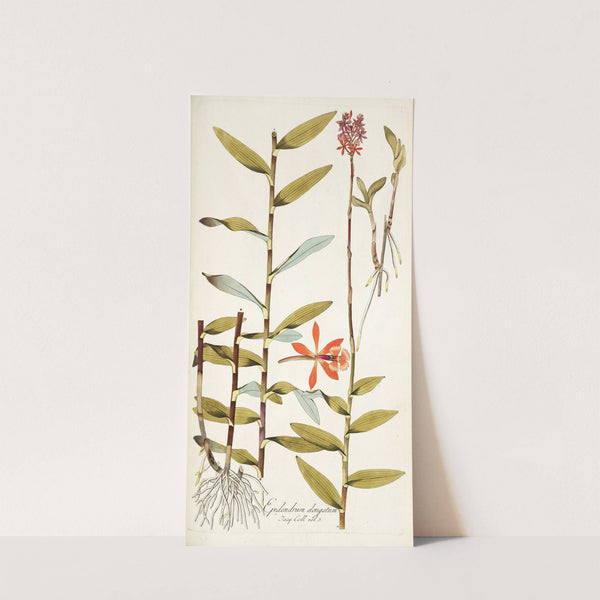 Epidendrum elongatum by Nikolaus Joseph Freiherr von Jacquin