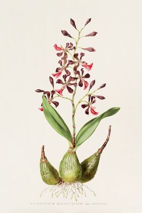 Epidendrum Macrochilum