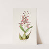 Epidendrum Macrochilum (1837-1843) by James Bateman