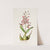 Epidendrum Macrochilum (1837-1843) by James Bateman