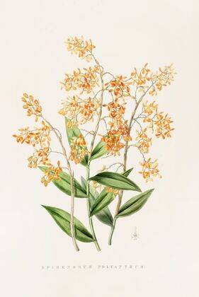 Epidendrum Polyanthum