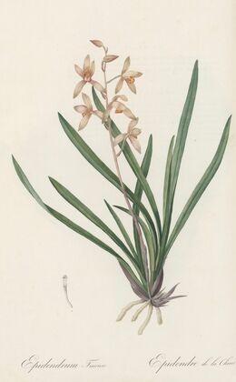 Epidendrum sinense (1802-1816)