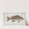 Epinephelus striatus, The streaked Wall-eye. (1785-1797) by Marcus Elieser Bloch