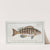 Epinephelus striatus, The streaked Wall-eye. (1785-1797) by Marcus Elieser Bloch