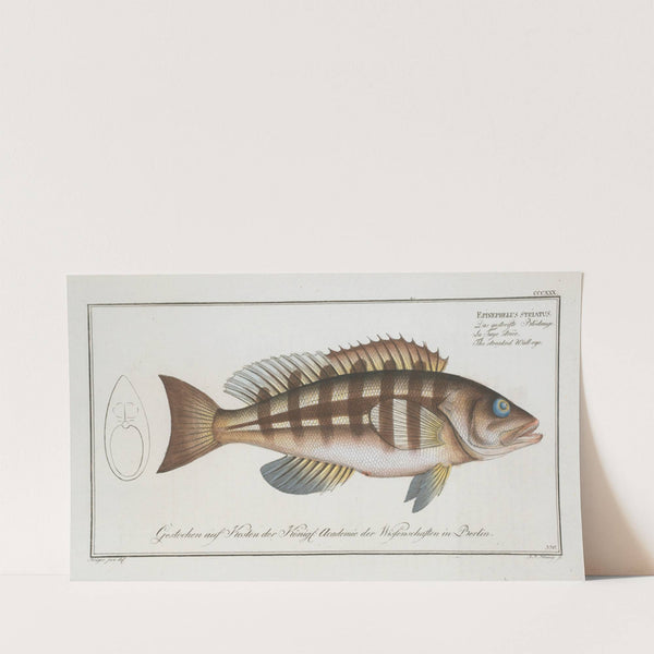 Epinephelus striatus, The streaked Wall-eye. (1785-1797) by Marcus Elieser Bloch