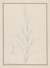 Eragrostis Tef