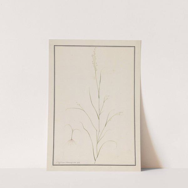 Eragrostis Tef by Andrew Fyfe