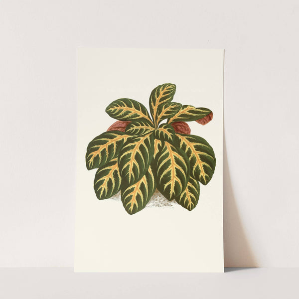 Eranthemum Igneum by Edward Joseph Lowe