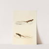 Eremias Laticeps, Eremias Lugubris by Sir Andrew Smith
