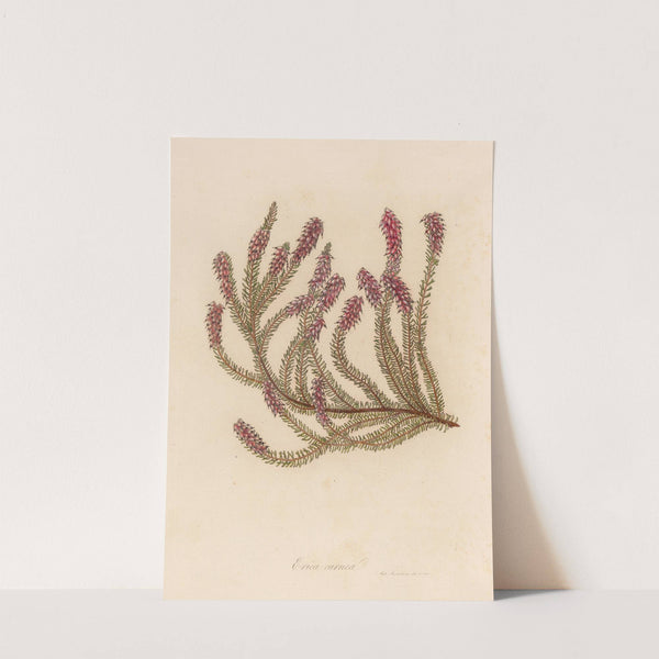 Erica carnea (1818-1824) by Gaetano Savi