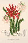 Erica cerinthoides