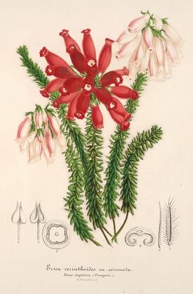 Erica cerinthoides