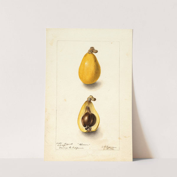 Eriobotrya japonica: Advance by Deborah Griscom Passmore