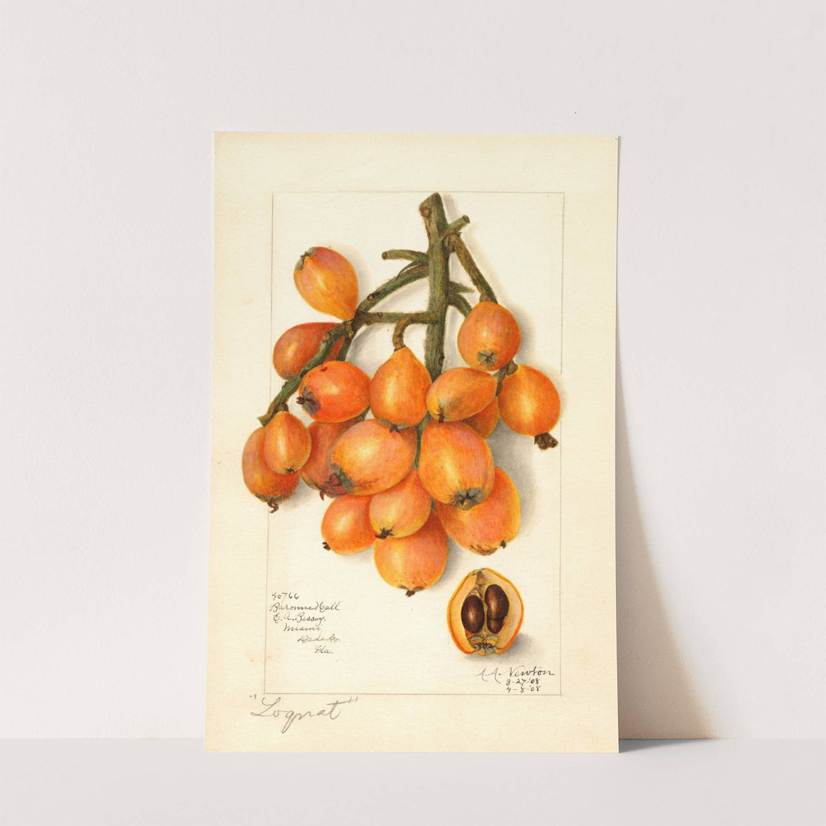 Eriobotrya japonica: Baronne Hall by Amanda Almira Newton